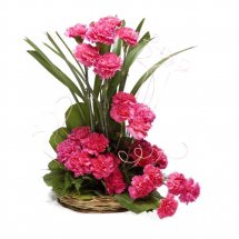 24 Pink Carnations basket