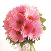 10 Pink Gerberas bouquet
