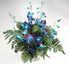 Basket of 10 Blue orchids