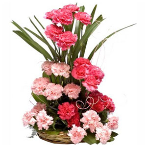 Basket of 24 Light and dark Pink carnations