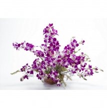 Basket of 10 Purple orchids