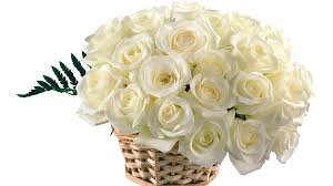 Basket of Two dozen white Roses